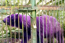 Kẻ lạc bầy trong giới động vật gây sửng sốt mọi ánh nhìn