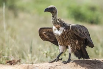 Top sinh vật gắn liền với cái chết, số 7 là loài quen thuộc