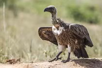 Top sinh vật gắn liền với cái chết, số 7 là loài quen thuộc