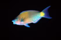 Kinh ngạc loài cá lạ 'sản xuất cát' cho đại dương