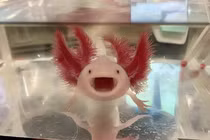 Loài “khủng long 6 sừng” cực hiếm, dân chơi ráo riết săn lùng