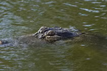 Đang kéo lưới, bất thình lình bị 'quái thú' lôi tuột xuống sông
