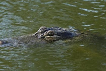 Đang kéo lưới, bất thình lình bị 'quái thú' lôi tuột xuống sông