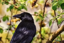 Người xưa dặn: Hai loài chim bay vào nhà gặp họa, tai ương