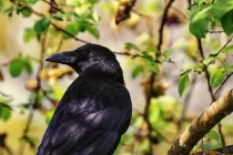 Người xưa dặn: Hai loài chim bay vào nhà gặp họa, tai ương