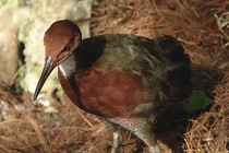 Loài gà tuyệt tích 136.000 năm bỗng hiện hình, chuyên gia sửng sốt