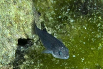 Loài cá có thể sinh tồn trong môi trường khắc nghiệt của sa mạc