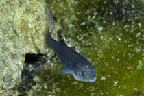 Loài cá có thể sinh tồn trong môi trường khắc nghiệt của sa mạc