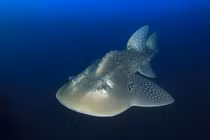 Giật mình tìm thấy sinh vật lai giữa cá mập và cá đuối