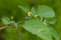 Loại quả cả thế giới 'săn lùng', Việt Nam có nhiều