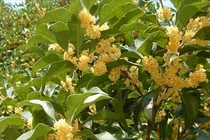 Loại cây cực quý hiếm trên thế giới, Việt Nam có nhiều