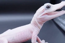 Khó tin vẻ ngoài độc lạ của loài cá sấu hiếm nhất thế giới