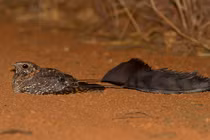 Giật mình tìm thấy loài chim 4 cánh tưởng chỉ có trong truyền thuyết