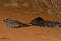 Giật mình tìm thấy loài chim 4 cánh tưởng chỉ có trong truyền thuyết