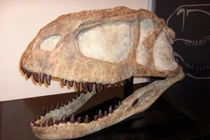 'Quái vật' ăn thịt 100 triệu tuổi bất ngờ lộ diện tại Pháp