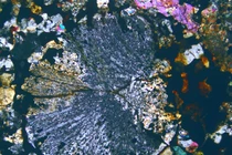 Nhặt được khối đá lạ, ai ngờ là báu vật Trời ban