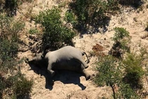 Vén màn bí ẩn hiện tượng voi châu Phi chết hàng loạt