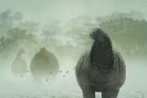 Chúa tể quái thú 72 triệu tuổi hàng chục tấn bất ngờ lộ diện 