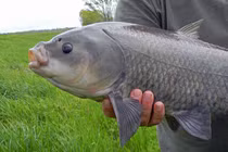 Loài cá đặc biệt thọ hơn 100 tuổi giữa sa mạc khắc nghiệt