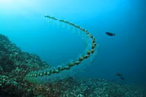 Kinh ngạc loài động vật lớn nhanh như thổi, trưởng thành trong 48 giờ