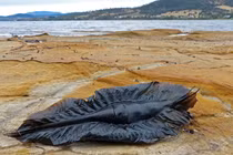 Tìm ra 'chân tướng' vật thể lạ trên bờ biển, dân tình sốc nặng