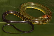 Loài rắn mới tìm thấy ở Việt Nam, thế giới chưa đâu có