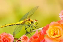 Người sinh vào 5 khung giờ này cả đời an nhiên, phú quý