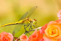 Người sinh vào 5 khung giờ này cả đời an nhiên, phú quý