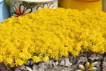 7 loại hoa Thần Tài, trồng trong nhà hút tài lộc vô biên