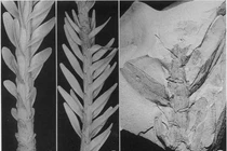 Loài cây hồi sinh sau 2 triệu năm tuyệt tích, chuyên gia mừng rỡ