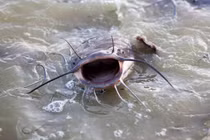 Bất ngờ "kho báu" khủng ẩn trong loài cá bị coi thường nhất Trung Quốc