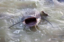 Bất ngờ "kho báu" khủng ẩn trong loài cá bị coi thường nhất Trung Quốc