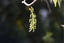 Loài cây chỉ còn 5 cá thể trên Trái Đất, quý hơn kim cương