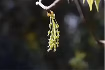 Loài cây chỉ còn 5 cá thể trên Trái Đất, quý hơn kim cương