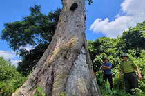 Loài cây chỉ 2 nước sở hữu, Việt Nam có cá thể trăm tuổi