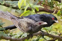 Loài chim “bạc tình” bậc nhất thế giới tự nhiên, Việt Nam có nhiều 