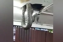 Nghe tiếng động lạ, thất kinh thấy quái thú trên trần nhà