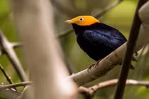 Tiếng kêu kỳ lạ thu hút bạn tình của loài chim di châu Mỹ