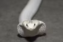 Kinh hoàng bắt gặp 'quái thú' bạch tạng trên đường