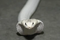 Kinh hoàng bắt gặp 'quái thú' bạch tạng trên đường