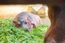 Loạt ảnh siêu đáng yêu của hà mã baby tại vườn thú Hà Nội