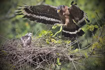 Tận mục chim quý trong Sách Đỏ Việt Nam, săn rắn “thành thần”