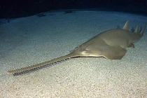 Vấp vào con cá thời tiền sử, thanh niên lập tức làm một việc