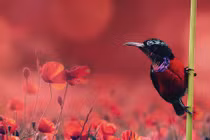 Người sinh ngày Âm lịch này có số 'ngậm thìa vàng'