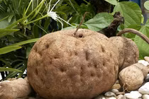 Đào được vật lạ xù xì trong sân, ai ngờ là báu vật tiền tỉ