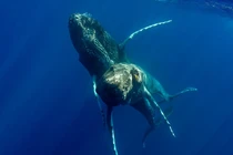 Phát hiện mới về loài cá voi lưng gù khiến chuyên gia bất ngờ