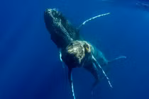 Phát hiện mới về loài cá voi lưng gù khiến chuyên gia bất ngờ