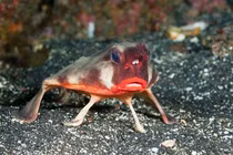 Loài cá sở hữu bờ môi quyến rũ nhất hành tinh, nhìn là mê đắm 