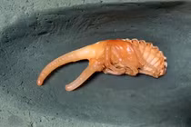 Sự thật té ngửa về loài bọ kỳ lạ giống 'ngoài hành tinh'