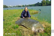 Từ "Hàm Cá Mập" đến rùa Hồ Gươm: Có nên khôi phục biểu tượng thế kỷ? 